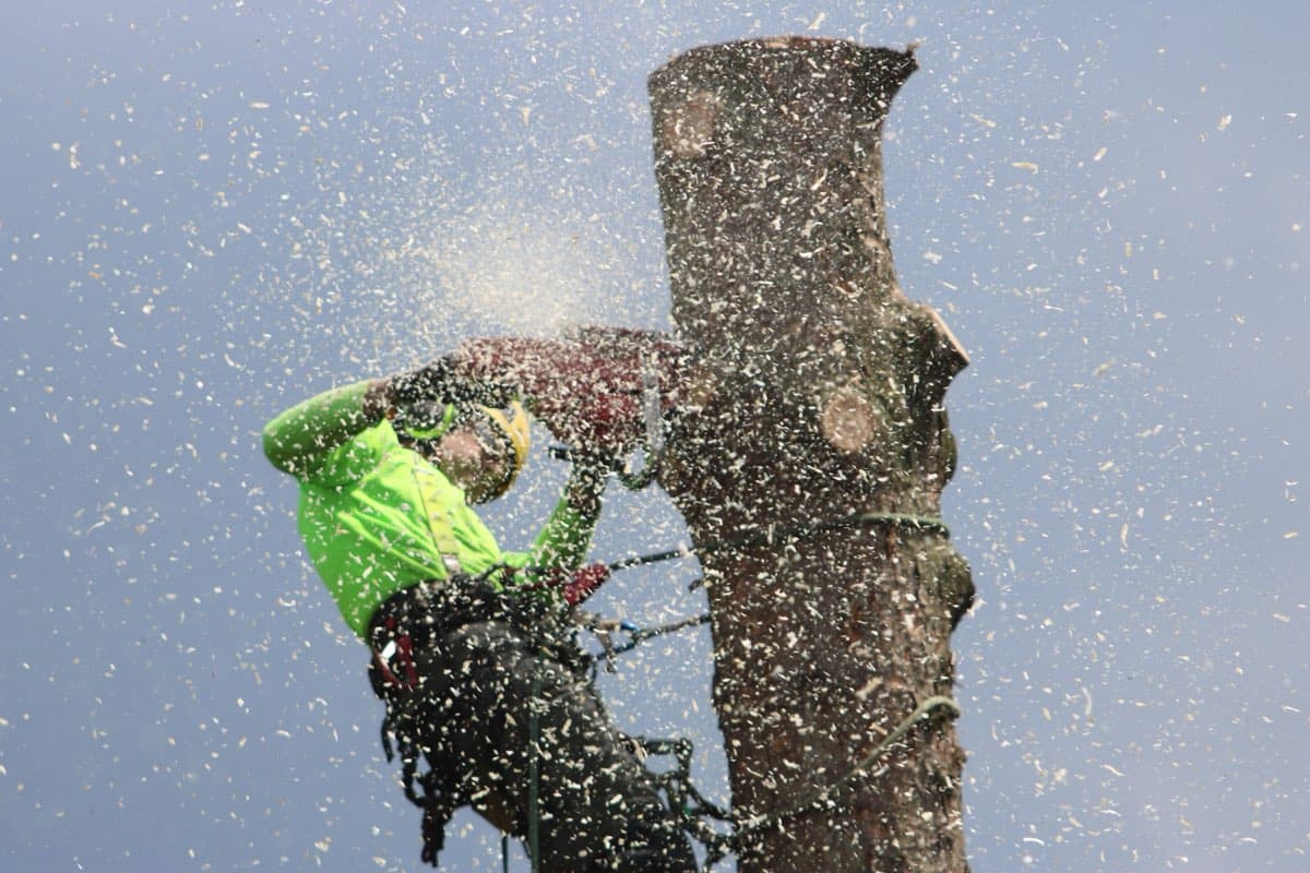 A climber roped to a bare trunk, cutting with a chainsaw in a spray of wood chips.